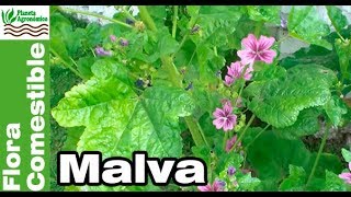 😲MALVA, una hierba 🥗 COMESTIBLE etiquetada como maleza