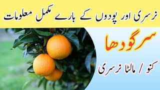 Citrus Nursery Tour \u0026 Tips: How to Choose Healthy Plants | Sargodha, Pakistan