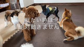 【犬の幼稚園】この日の登園したお友達大公開！！