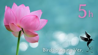 Relaxing Piano Music with Birds singing♫ Spa, Meditation, Focus, Sleep - Lotus 5h | ヒーリングピアノ　蓮の癒し