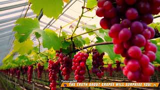 🍇 The Truth About Grapes Will Surprise You! 😲