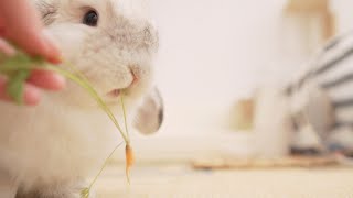 Bunny Waiting For Dinner🥕