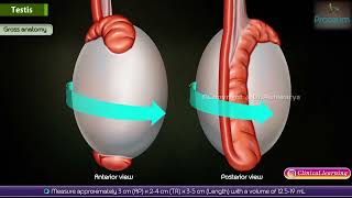 Anatomy of Testes Animation : Coverings, Arterial supply, Venous and Lymphatic drainage, Innervation