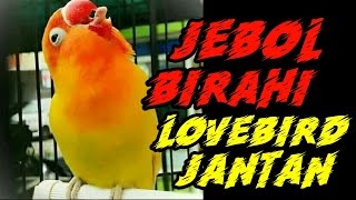Download Lagu Cara Jebol Birahi Lovebird Jantan Step By Step Mud... MP3 Gratis