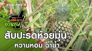 สับปะรดห้วยมุ่น : ภัตตาคารบ้านทุ่ง (21 ก.ย. 62)