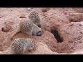 The Fascinating World of Meerkats: Guardians of the Savanna