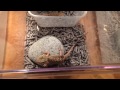 手餵鬆獅蜥 bearded dragon feeding by hand