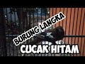 Burung Langka Cucak Hitam