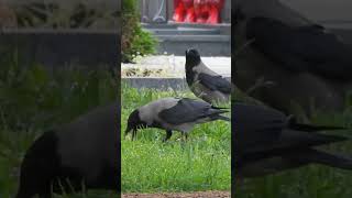 Crow calls his friends for breakfast