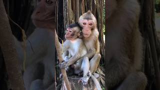 രണ്ട് കുരങ്ങുകൾ പരസ്പരം കളിയാക്കുന്നു.Parte029 #monkeys #wildlife