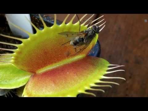 Venus Flytrap Catching an insect Venus Flytrap Catching an insect