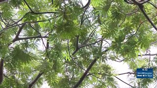 Albizia trees pose major threat in hurricane season