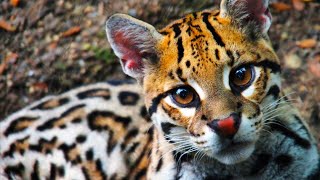 虎貓：貓科動物顏值天花板，叢林中的兇猛大惡人 | Leopardus pardalis | 深藍看萬物