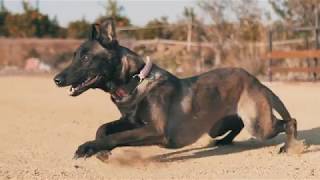 👑Perro Pastor Belga Malinois realizando salto de longitud - Mondioring