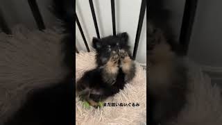 ほぼぬいぐるみ②🧸#ポメラニアン子犬 #pomeranian #犬動画 #puppydog #ブラックタン #可愛すぎる #子犬のいる生活 #甘えん坊