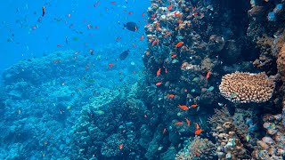 5 Minute Stunning 4K Underwater footage+Music Nature Relaxation Rare & Colorful Sea Life Video