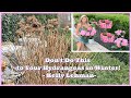 Don't Do This to Your Hydrangeas in Winter! - Tips from Kelly Lehman