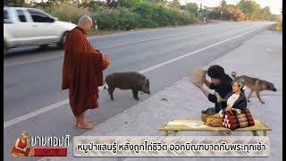 ยายทองดี ตอน หมูป่าแสนรู้ หลังถูกไถ่ชีวิต ออกบิณฑบาตกับพระทุกเช้า