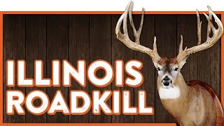The "Illinois Roadkill" Buck