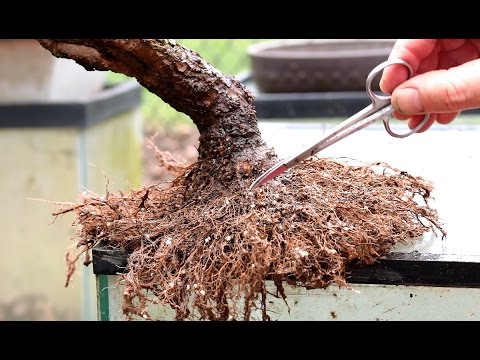 Repotting and Root Pruning a Weeping Willow Bonsai, April 2016 Repotting and Root Pruning a Weeping Willow Bonsai, April 2016