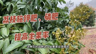 荔枝花爭相開放，荔枝樹施加這種化肥，開花坐果率成倍增加    Lychee trees apply this fertilizer,Increased flowering and fruit set