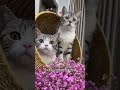 第094 集 叨乐要做个自立的🐈主子，不啃老是好事😆😼，可没想到他竟然会逃婚。