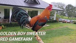 Golden Boy Sweater Red Gamefarm