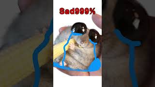 Sad Hamster Happy Ending