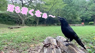 [山を満喫するカラスのリキ] 敵もいなくてのんびりできました