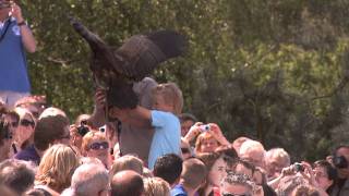 Roofvogelshow (Vlaams gesproken)