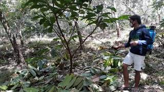 Cacao Talk: Cacao Farming Tip. How and When to Apply Fertilizer and Pesticide?