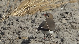 Collared Pratincole, Muntanyeta dels Sants, Spain