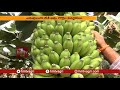 3 వెరైటీల దేశీ రకం అరటి సాగు organic banana cultivation hmtv agri