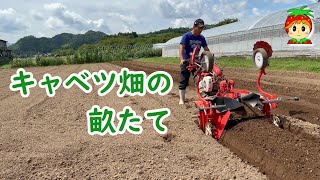 キャベツの畝たて【農家が教えるたくさん収穫するコツ】