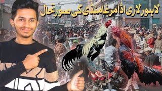 birds market pakistan | lahore lari adda aseel murga mandi 2024 latest Update