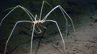 The Most Terrible Deep Sea Creatures You've Never Seen Before