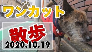 【葛飾区柴又】犬の散歩ワンカット撮り(20201019)