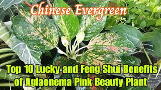 Top 10 Lucky and Feng Shui Benefits of Aglaonema Pink Beauty Plant (Chinese Evergreen)