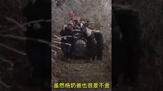 励志考编大熊猫“高高”，撒泼打滚赖着不走，还记恨奶爸20多年 #003