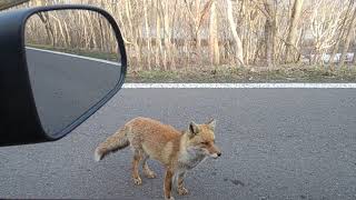 岩手の松尾鉱山付近で遭遇　きつねさん（野生）