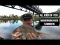 Catch pinkies, bream and mullet  fishing the  Maribyrnong River  Flemington