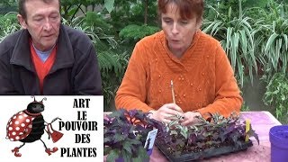 Garden chain: How to water and Cut a gynura aurantiaca: Green plant