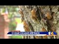 17-year-old Cicadas are back