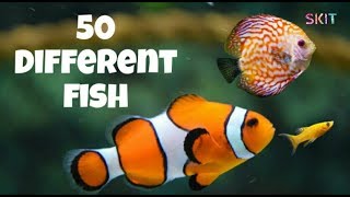 50 Different Fish name # Beautiful # types of fish