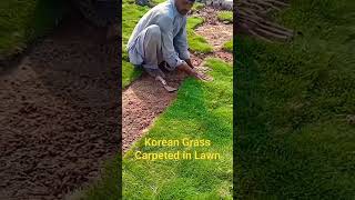 Korean Grass Carpet | How to install Natural Grass in Lawn #greengrass #carpetgrass #lawn