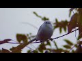 【癒される生物】【エナガ】【雪の妖精】【野鳥】【トワツガイのキャラ、エナガちゃんはめちゃくちゃ可愛い鳥です】【北平大樹のたいやきチャンネル】