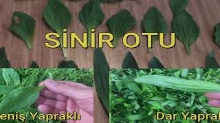 Geniş Ve Dar Yapraklı Sinir Otu Farkları  Şifalı Özellikleri Plantago