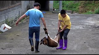 Huanong Brothers: This goat is too naughty. Let's catch it and lock it up, so that it grow fatter.