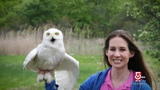 Bird lover creates a safe haven for injured raptors, in her home