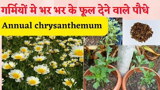 गर्मियों मैं भर भर के फूल देने पौधा, annual chrysanthemum , बीज से आसानी से लगता, रेपोटिंग वीडियो